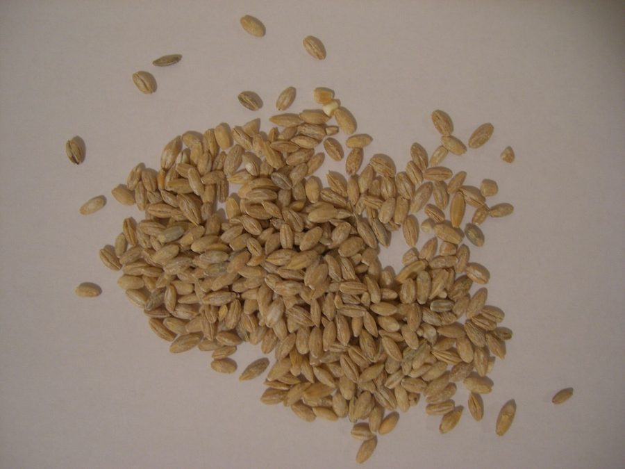Barley prepared for a baby