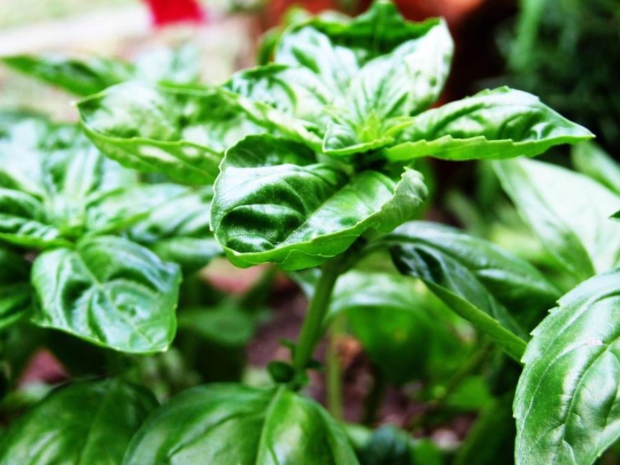 Basil prepared for a baby