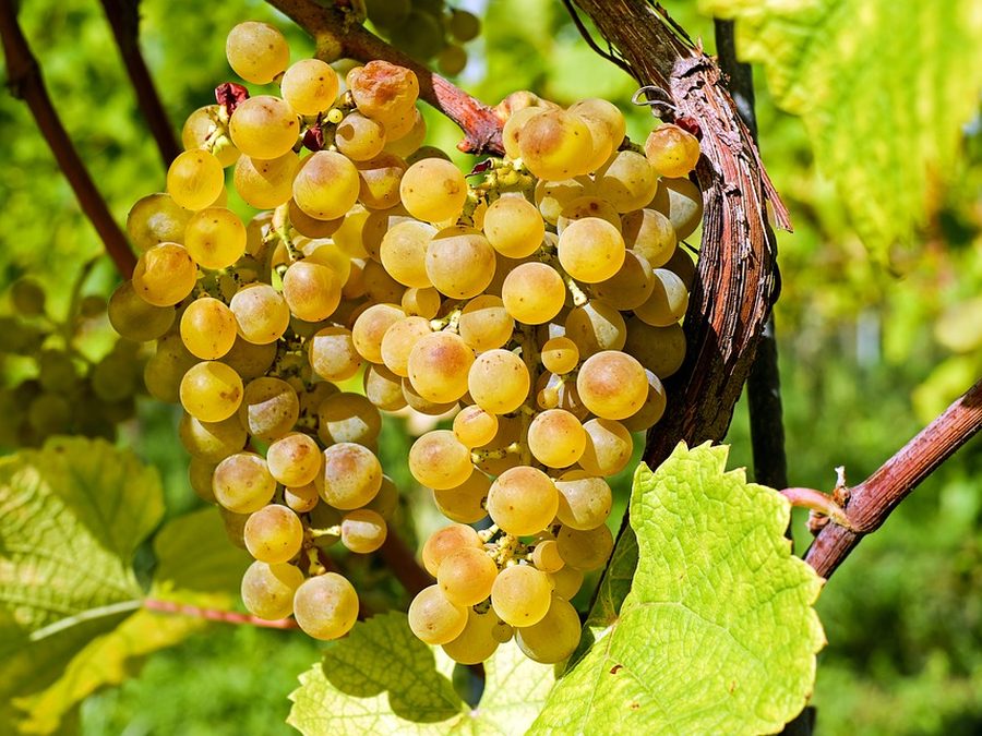 Grape prepared for a baby
