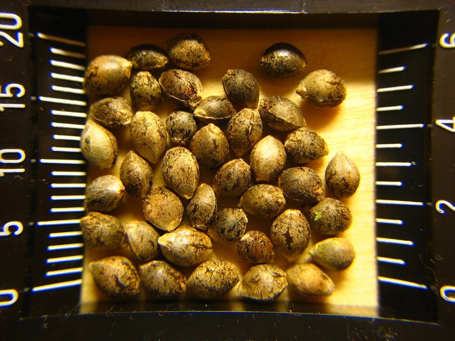 Hemp seeds prepared for a baby