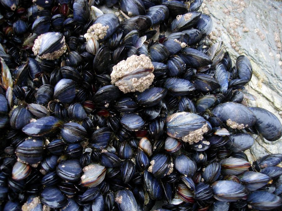 Mussels prepared for a baby