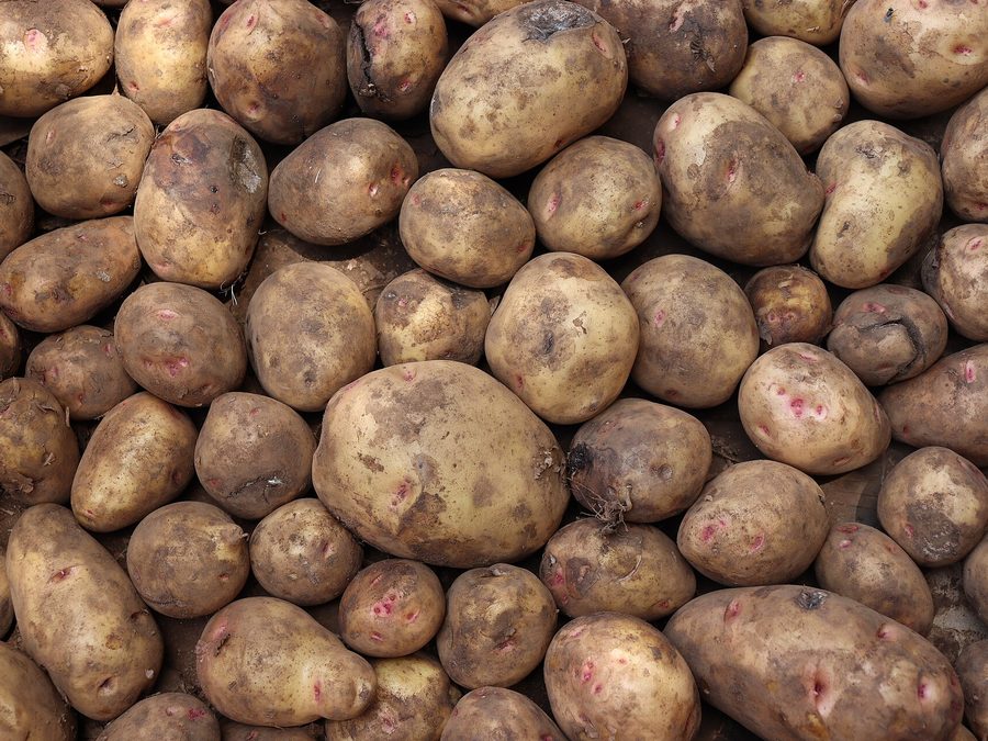 Potato prepared for a baby
