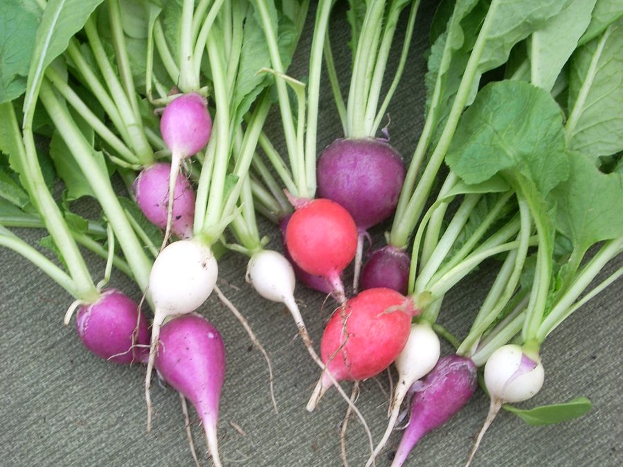 Radish prepared for a baby